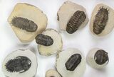 Lot: Assorted Devonian Trilobites - Pieces #76917-3
